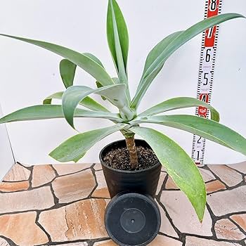 Amazon.co.jp: 現物販売 アガベ アテナータ ボーチンブルー 幹